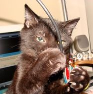 cat near the computer cable