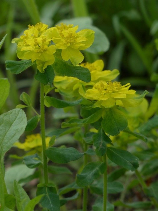 yellow color multi coloured spurge blossom