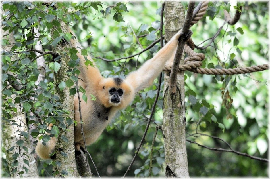 monkey business zoo