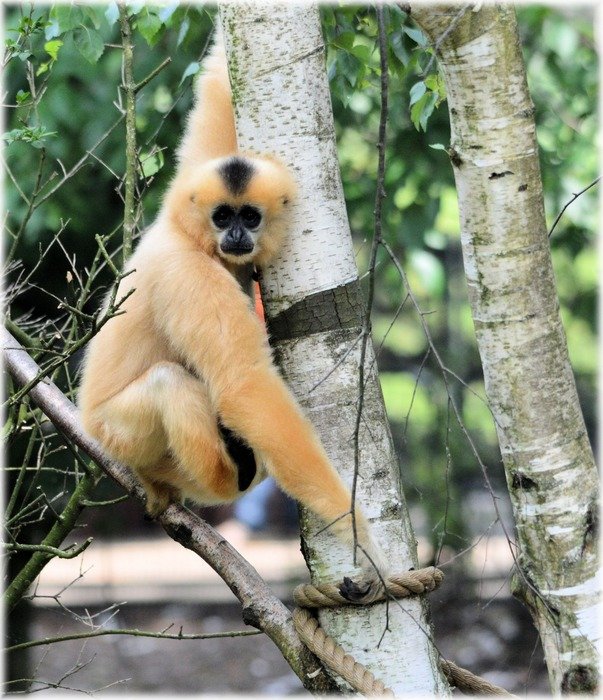 orange monkey in the zoo
