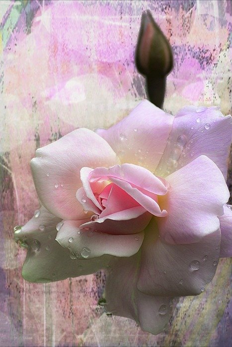 beautiful rose bud on the painting