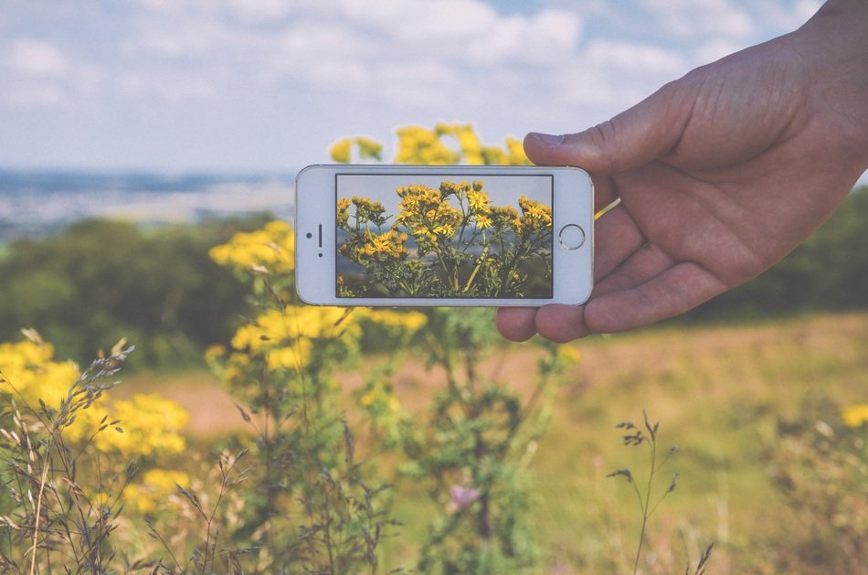 flowers on phone