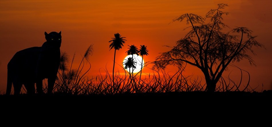 jaguar against sunset
