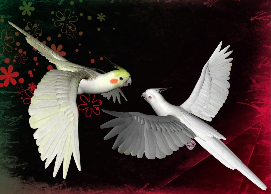 two parrots drawn on the computer