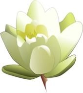 Beautiful drawing of the beautiful white water lily