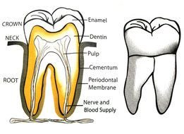 structure of a human tooth