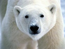 Polar Bear photo