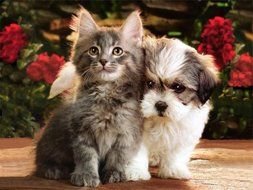 Cute fluffy Kitten And Puppy dog together