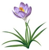 drawn purple crocus on a white background