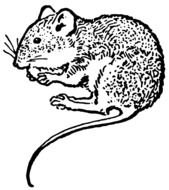 small Mouse Clip Art drawing