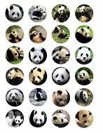 Panda Bear Clip Art N15