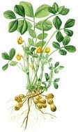 Clipart illustration of Peanut Plants