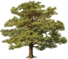 Elm Tree Clip Art