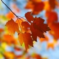 maple leaves N3