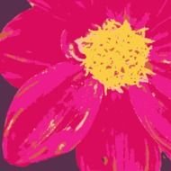 drawing pink flower