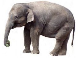 cute Elephant Clip Art drawing