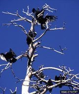 Turkey Vulture Cathartes Aura