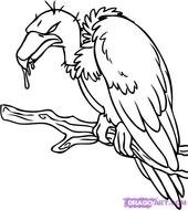 Vulture Drawing