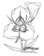 State Flower Coloring Pages