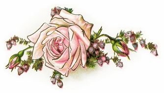 Vintage Flowers Illustrations drawing