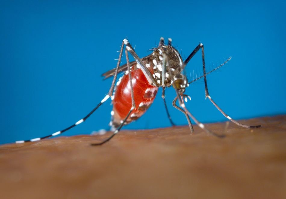 Asian Mosquito as picture for clipart