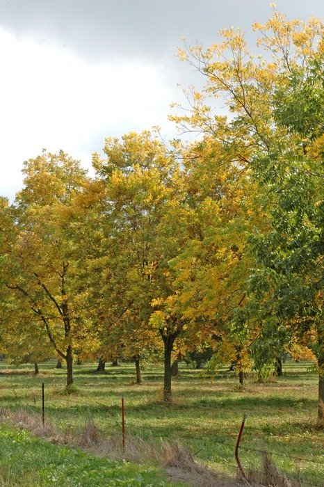 Pecan Tree as picture for clipart