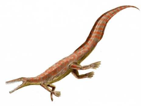 mesosaurus on white background