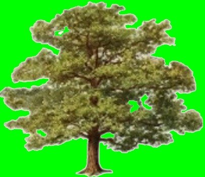 Elm Tree Clip Art