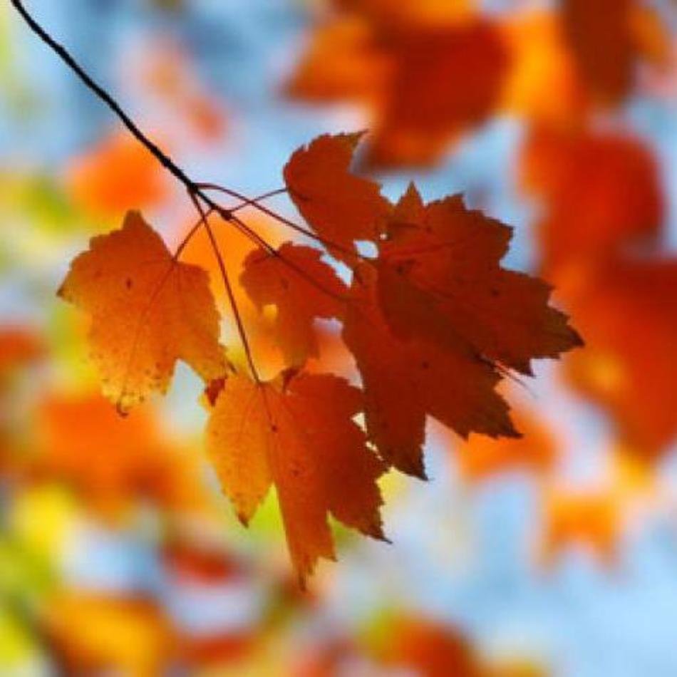 maple leaves N3