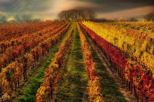 Red Vineyard as picture for clipart