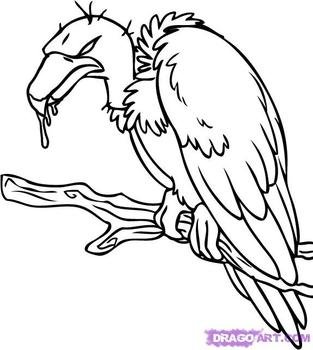 Vulture Drawing