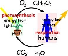 Carbon Dioxide Cycle
