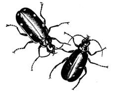 Beetle Clip Art