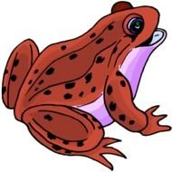 Poison Dart Frog Clip Art N12