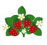 drawn strawberry bush