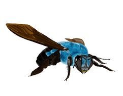 isolated blue bee