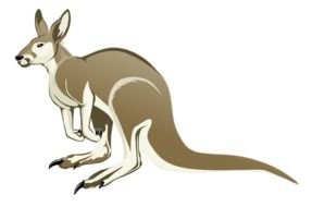 male Kangaroo, drawing
