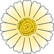 Daisy Flower Petals drawing
