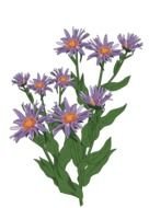 bouquet of blue asters as a picture for clipart