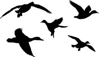 Black silhouettes of the birds clipart