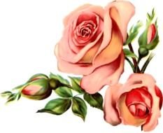 Drawing of Vintage Roses