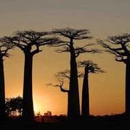 Toliara Madagascar Baobab Trees