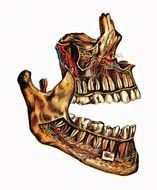 human teeth skeleton on a white background