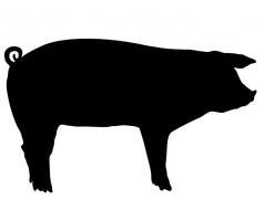 Pig as a Silhouette