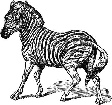Zebra Clip Art N35
