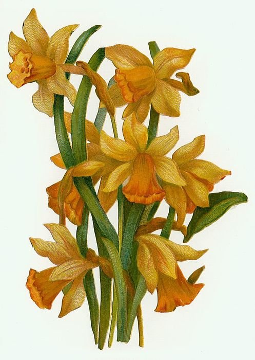 vintage picture of daffodils