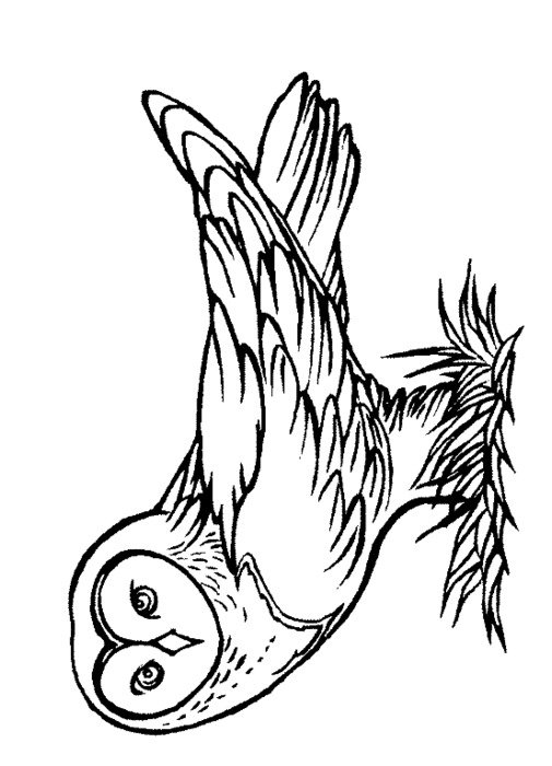 Harry Potter Owl Coloring Pages