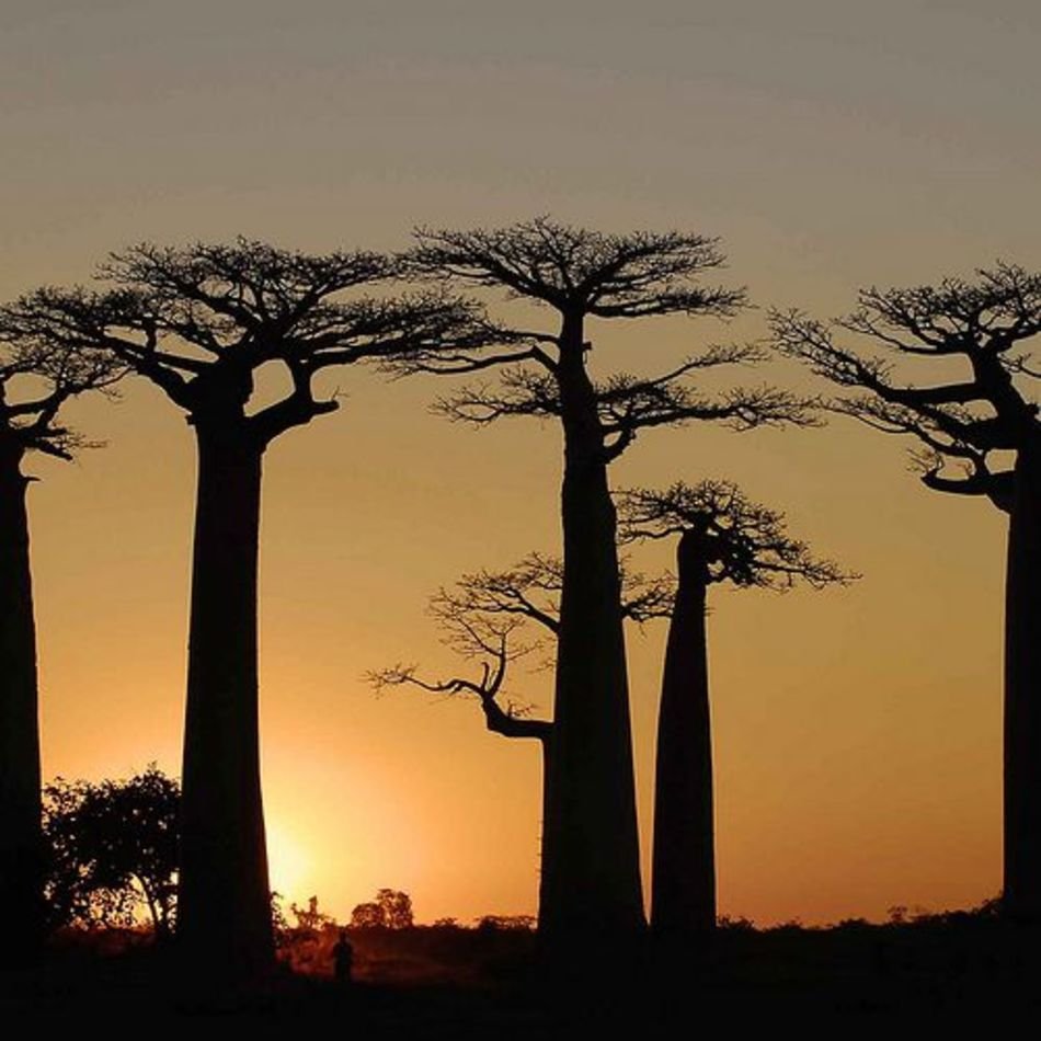 Toliara Madagascar Baobab Trees