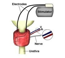 Muscle Anatomy And Physiology Clip Art