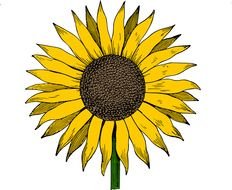Sunflower as a graphic illustration